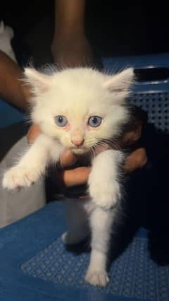 white Persian kitten