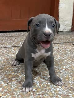 Extreme quality American pitbull female pups up for sale
