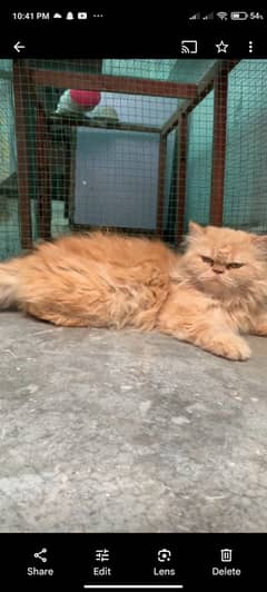 Persian Kittens / Peki Face / CFA Kittens / Fluffy Male Cat For Sale