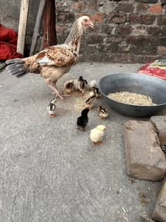 Hen with 12 chicks