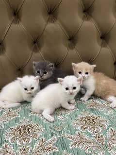 Pure persian, Triple  cotted