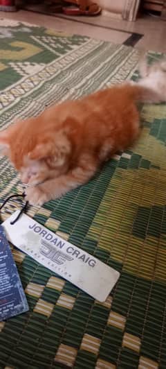 Persian kittens for sale