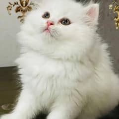 Persian kitten pair available for sale