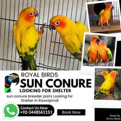 Sun conure breeder with DNA