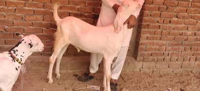 bakry for sale