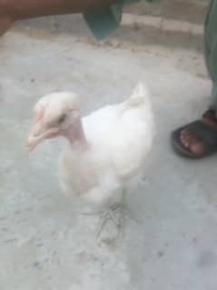 Hen Pair For Sale in Low Price