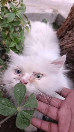 Persian cat with Blue and yellow eyes