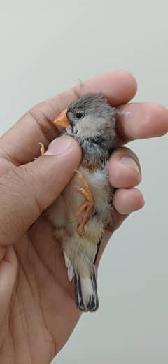 mutation