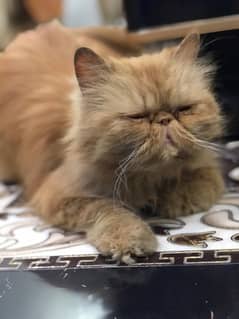 Pekki Face Persian Female Heavy fur Triple coated, litter train,