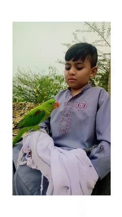 25000 demand jumboo size kashmiri