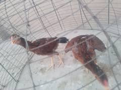 Mianwali Aseel pathiyan