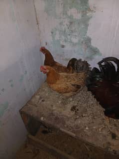 desi 3 hens for eggs