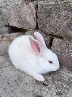 RABBITS FOR SALE