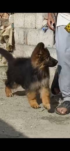 German shepherd  puppies available 03079535892 WhatsApp