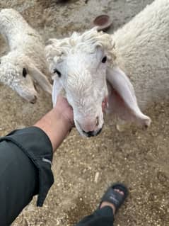 Kajli female for sale