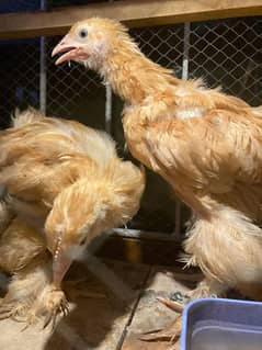 Golden heavy puff  neat and clean pair