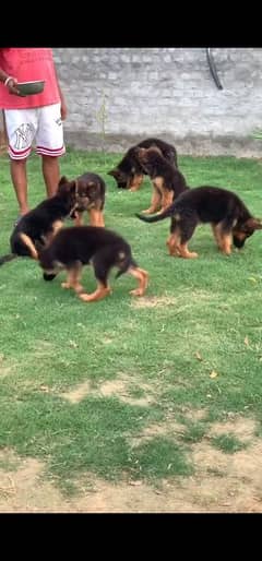 German shepherd  puppies available 03079535892 WhatsApp