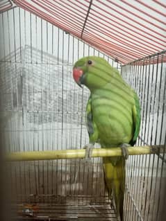Handtame parrot 