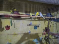 I want to sold out complete pairs of budgie