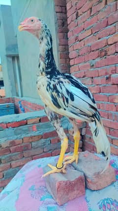 Pure Aseel Cheena Male // Price Fixed Hai