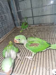 raw chicks for sale at lahore