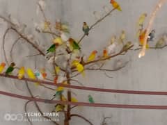 Love birds for sale with full setup including cages