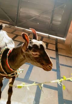Burburry goat male