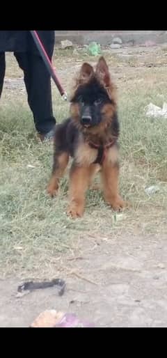 German shepherd  puppies available 03079535892 WhatsApp