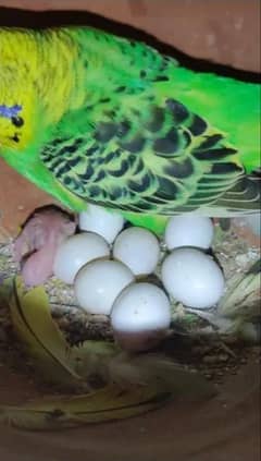 Australian Budgies Parrots Breeder Pairs Exchange With Aseel Murgha