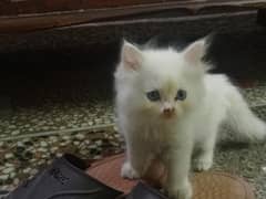Persian kittens | Double coat | semi punch face | kittens For Sale