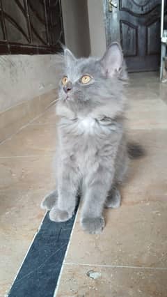 Persian kittens available