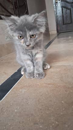 Persian