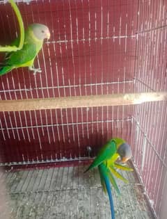 Sk Birds & Accessories