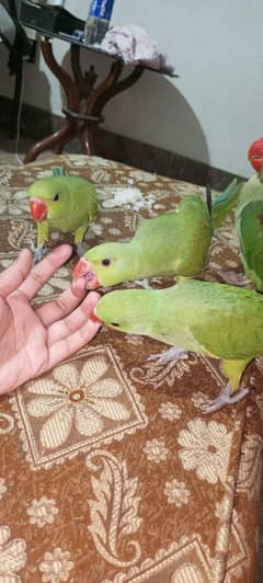 Ringneck Self feed chicks for sale