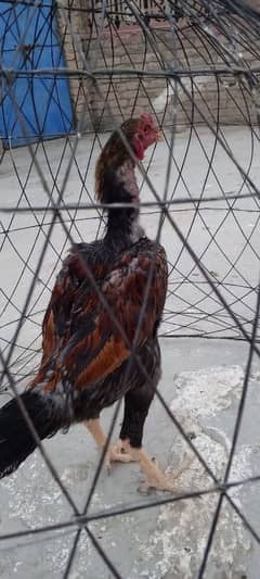 shamo