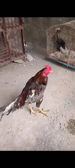 for Sale