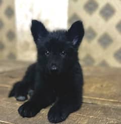 Long coat German Shepherd Male Puppy