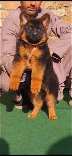 German shepherd  puppies available 03079535892 WhatsApp