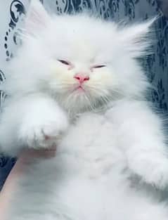 Persian kittens for sale 03477484596 call wahtasp
