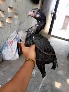 Pakistani Thai hen