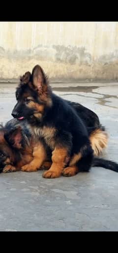 German shepherd  puppies available 03079535892 WhatsApp