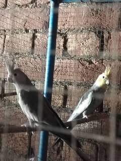 All parrots For sale Contact (03264018528)