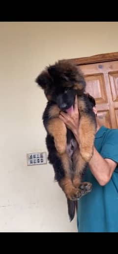German shepherd  puppies available 03079535892 WhatsApp