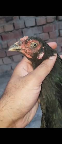 Thai veit aseel female for sale 03204048942