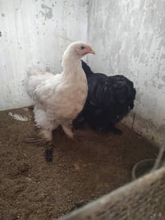 pure blue & black heavy  buff for sell