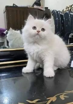 Persian kittens for sale 03477484596 call wahtasp