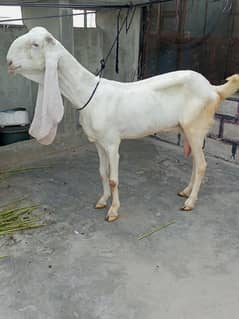 gulabi bakri