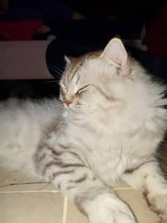Pure Persain Male cat