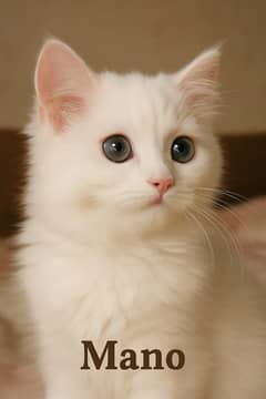 Pure Persian kitten for sale in Sialkot