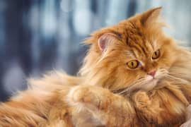 heavy furrr male cat punch face